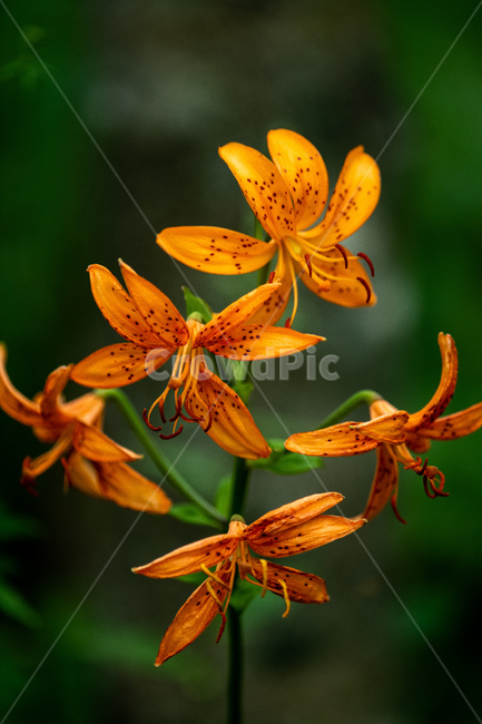 나리꽃,orange,nature,green,plant,lily,garden,yellow,summer,flowers,red,beauty,bloom,flora,spring,floral,beautiful,petal,orchid,color,macro,bright,closeup,leaf,lower,식물,자연,plants,nature,꽃,flower