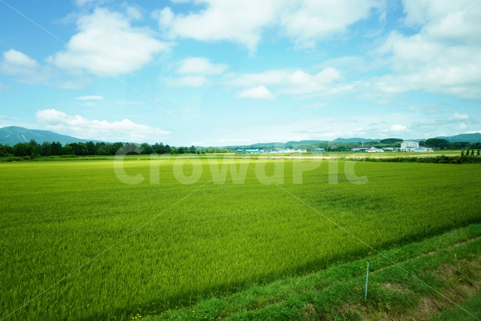 들판,시골풍경,벼농사,농촌풍경,벼,농사,자연,풍경,nature,landscape,시골,마을,country,rural,town,grassland,목초지,field,들,outdoors,옥외,paddy field,패디 필드