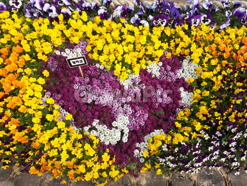 flower,꽃,blossom,plant,식물,하트