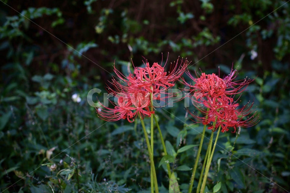 꽃,꽃무릇,flower,가을,9월,식물,자연,plants,nature,꽃,flower