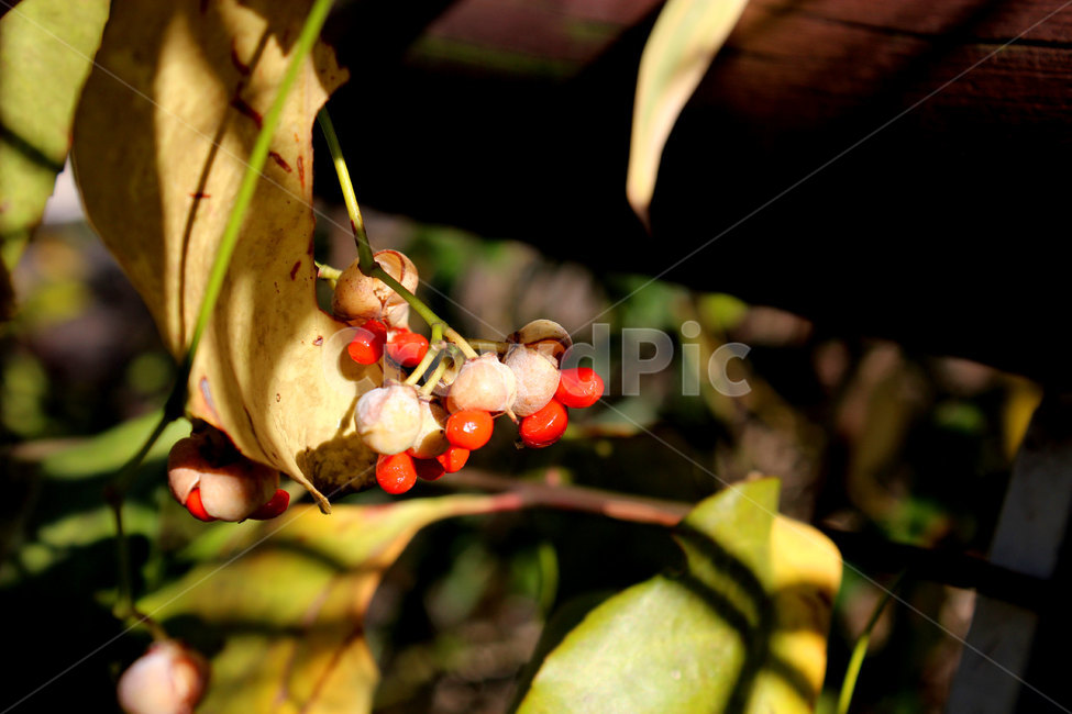 plant,식물,fruit,과일,food,음식,과일,열매,fruit