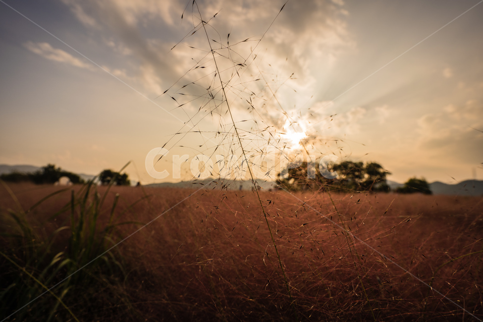 노을,핑크뮬리,일몰,하늘,plant,식물,grass,잔디,nature,가을,가을,계절,fall,autumn,season