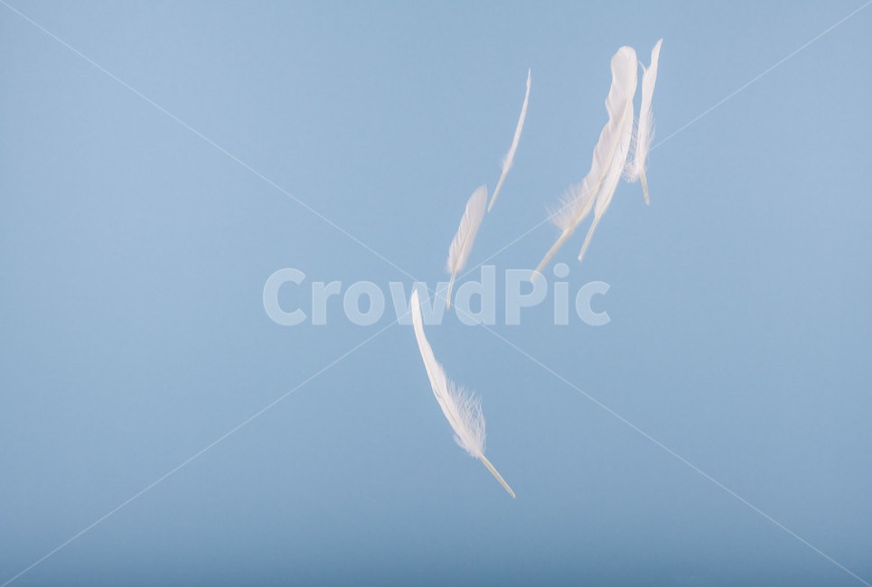 깃털,순간포착,새,흰털,feather,날개,wing,감성,몽환,환생,신기루,고속촬영,꿈,연출,컨셉,콘셉,direction,concept