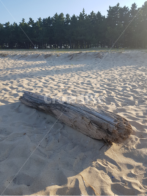 forest,shadow,sandybeach,grit,tree,dead,deadtree,dry,wave,sunlight,Beach,fallen,sandy beach,beach