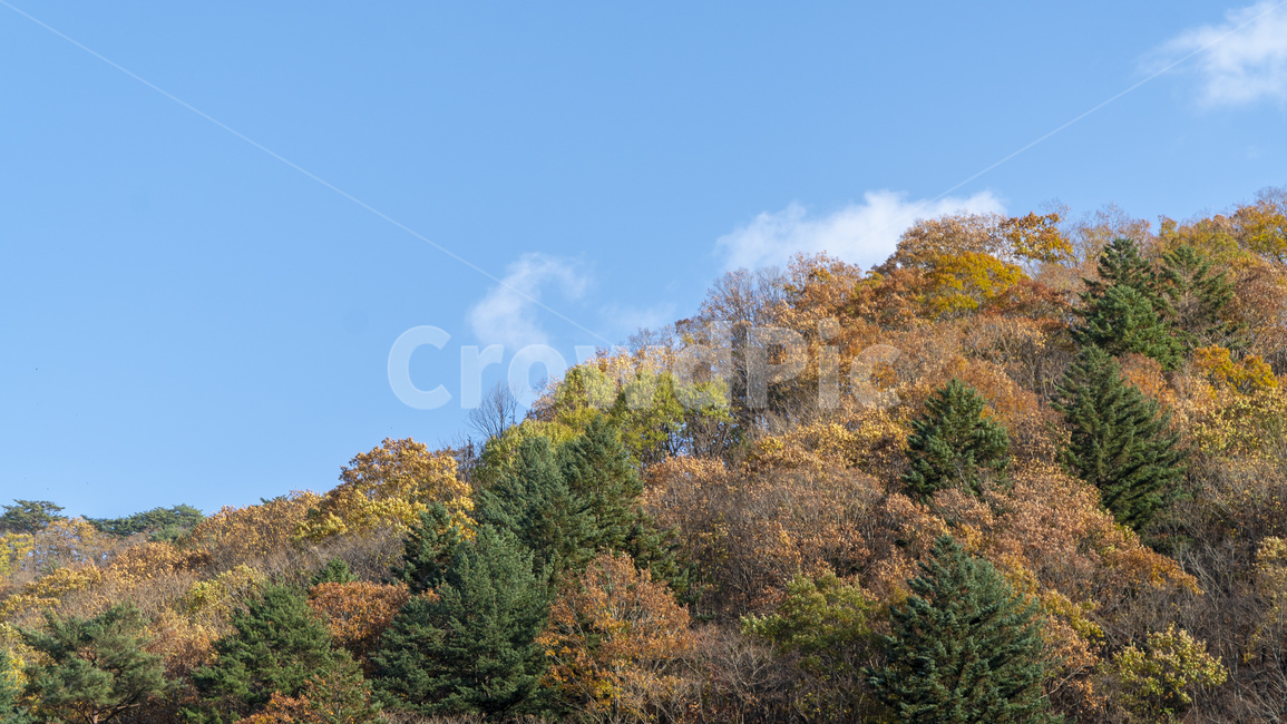 가을,설악산,가을산,단풍,물든산,전나무,나무,숲,plant,가을,계절,fall,autumn,season,자연,풍경,nature,landscape,tree,식물,fir