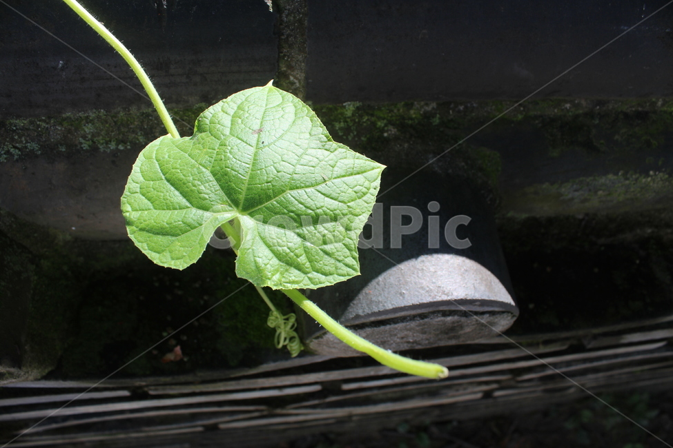 plant,식물,leaf,잎,담장,wall,식물,자연,plants,nature