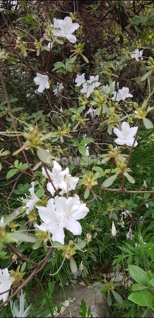 흰꽃,하얀꽃,꽃,핀꽃,산철쭉,개꽃