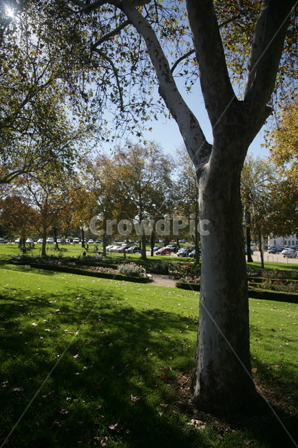 treetrunk,나무줄기,tree,나무,잔디,grass,식물,plant,공원,파크,park