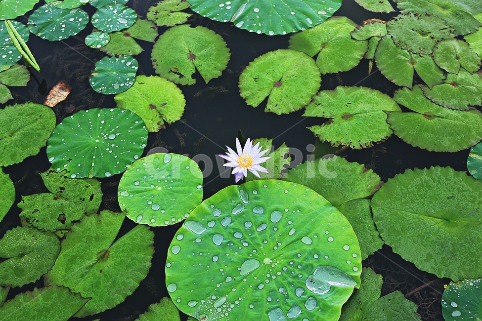 연꽃,꽃,수중식물,연잎,호수