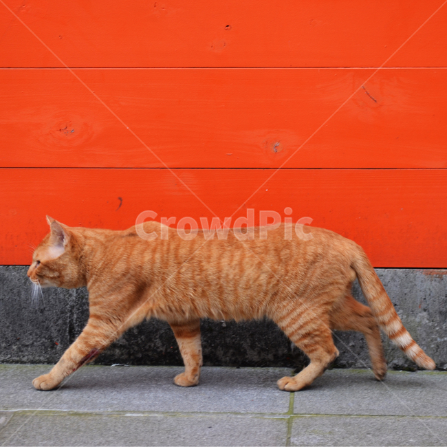 고양이,동물,animal,cat,포유류,동물,animal,포유류,mammal,고양이,cat,kitten,kitty