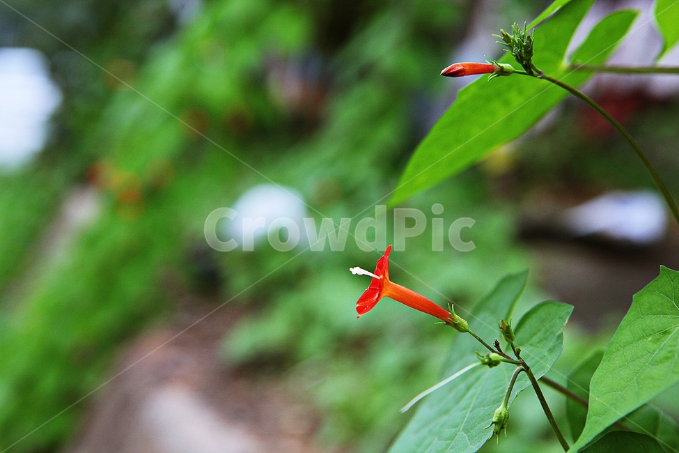 둥근잎유홍초,꽃,잎,넝쿨식물,자연,가을,계절,식물,자연,plants,nature,꽃,flower