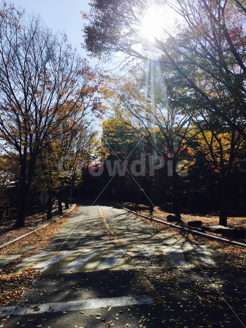 도로,가을,햇살,단풍,낙엽,가을,계절,fall,autumn,season,자연,풍경,nature,landscape,light,빛,flare,플레어,sunlight,햇빛,asphalt,아스팔트