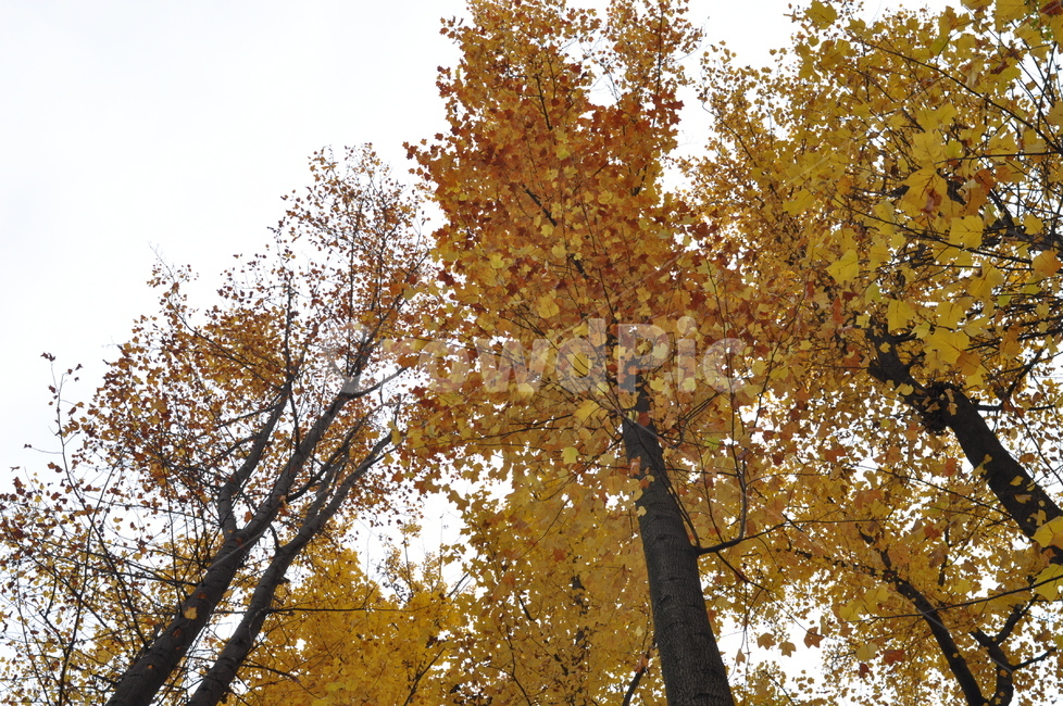 가을,낙엽,나뭇잎,풍경,가을풍경,나무,노랑,가을,계절,fall,autumn,season,자연,풍경,nature,landscape,tree,plant,식물