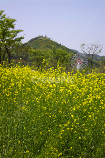 유채꽃,꽃밭,식물,flower,color,하늘,풍경,자연,나무,식물,자연,plants,nature,꽃,flower