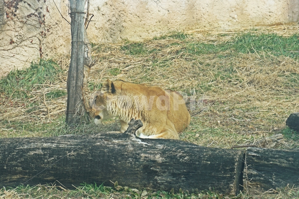 동물,야생,사자,줄무늬,육식,nature,자연,lion,animail,animalpark,park,동물보호,동물,animal,포유류,mammal