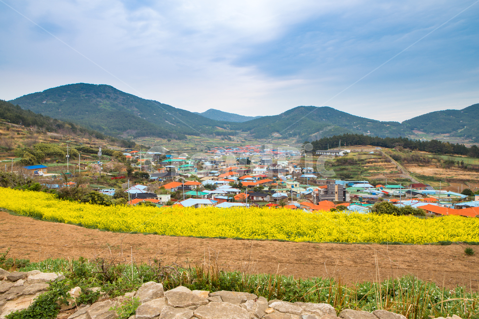 rice paddy,Cheongsando,rape flower field,flower garden,house,building,mountain,Island village,Town,road,premises,sight,rape field,village road,perch,ridge,Slow City,country village,electric cord,Rural,countryside,island,blue roof,south sea,telegraph pole,