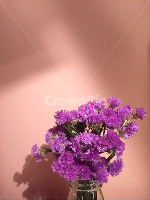 꽃,보라색,감성,핑크,드라이플라워,느낌,purple,flower,pink,색상,색감,색깔,feelingofcolor