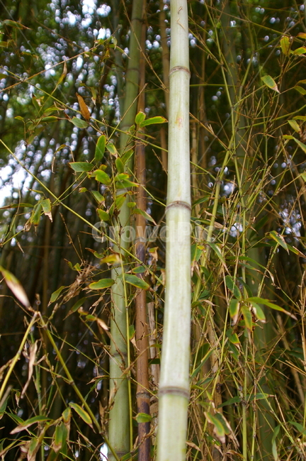 나무,식물,tree,plant,야외,bamboo,대나무