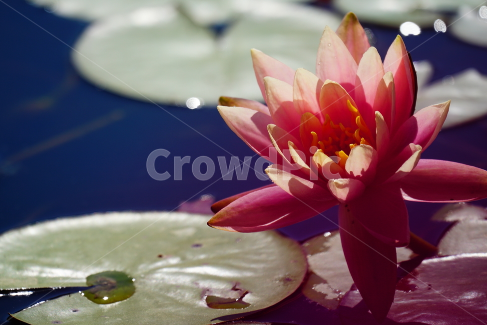 수련,연꽃,여름꽃,플라워,flower,lotus,waterlily,pondlìly,식물,자연,plant,nature,연못,연잎,연꽃잎,꽃,수생식물,pond,수중식물
