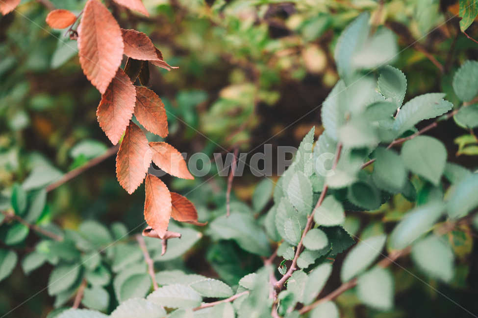 풀잎,잎사귀,자연,leaf,초록,식물,자연,plants,nature,감성,sensible,feeling