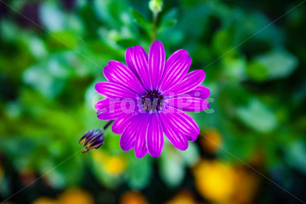 식물,flower,꽃,plant,plants,식물,자연,plants,nature,꽃,flower