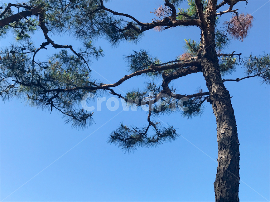 소나무,하늘,풍경,여름,나무,식물,자연,plants,nature,나무,trees,wood