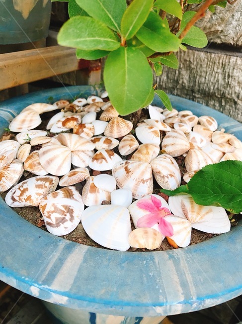 조개,화분,여름,모시조개,거름,식물,자연,plants,nature