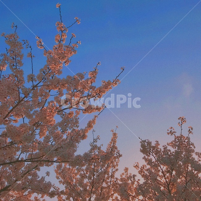 벚꽃,봄,나무,하늘,분위기,핑크하늘,봄,계절,spring,season,plant,식물