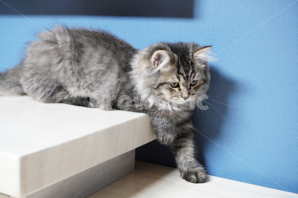 고양이,귀여운고양이,어린고양이,페르시안고양이,냥이,야옹이,반려묘,cat,cutecat,동물,animal,포유류,mammal,고양이,cat,kitten,kitty