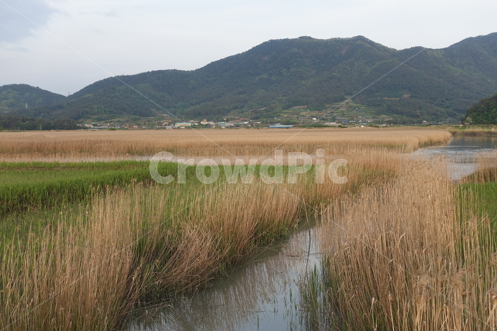 순천,순천만,갈대,습지,plant,식물,nature,자연,outdoors,옥외,land