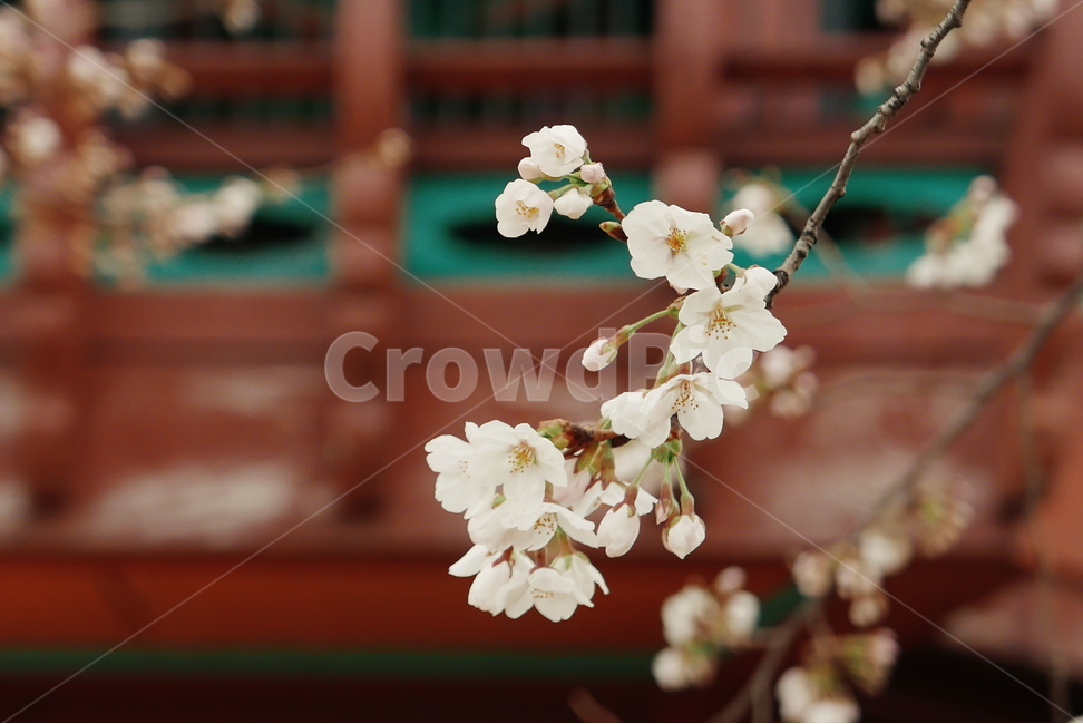 벚꽃,4월,벚꽃축제,여의도,윤중로,봄,계절,spring,season,식물,자연,plants,nature,꽃,flower,감성,sensible,feeling,plant