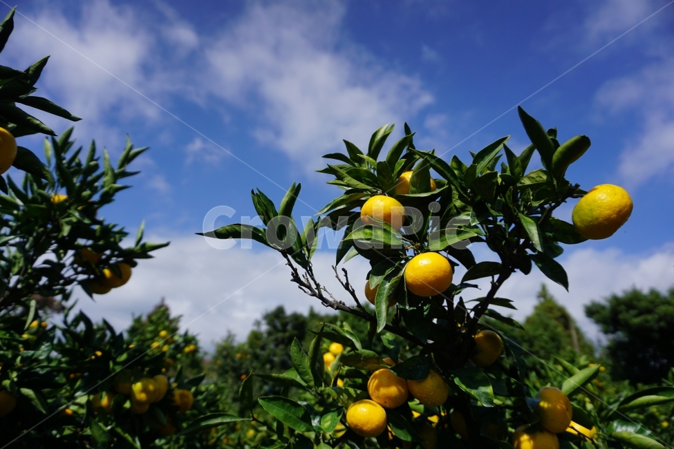 제주도,제주여행,여행이좋다,국내여행,제주귤밭,식물,자연,plants,nature,과일,열매,fruit