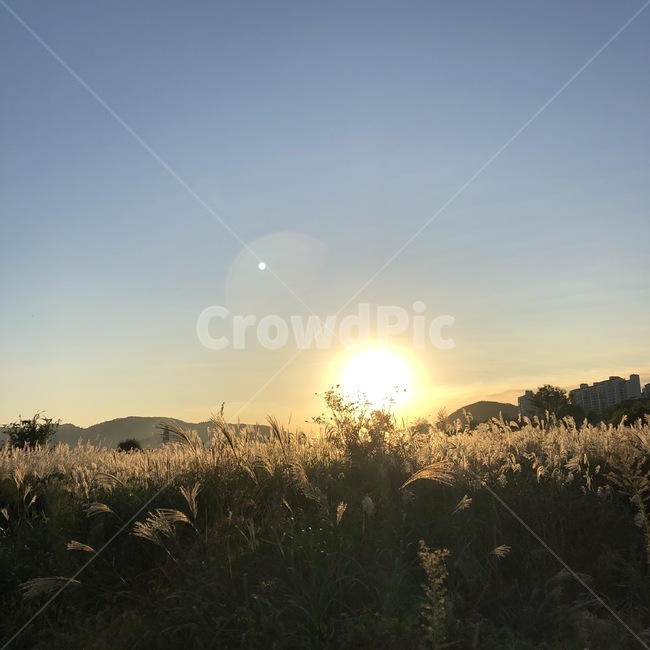빛,light,식물,햇빛,sunlight,갈대,석양,노을