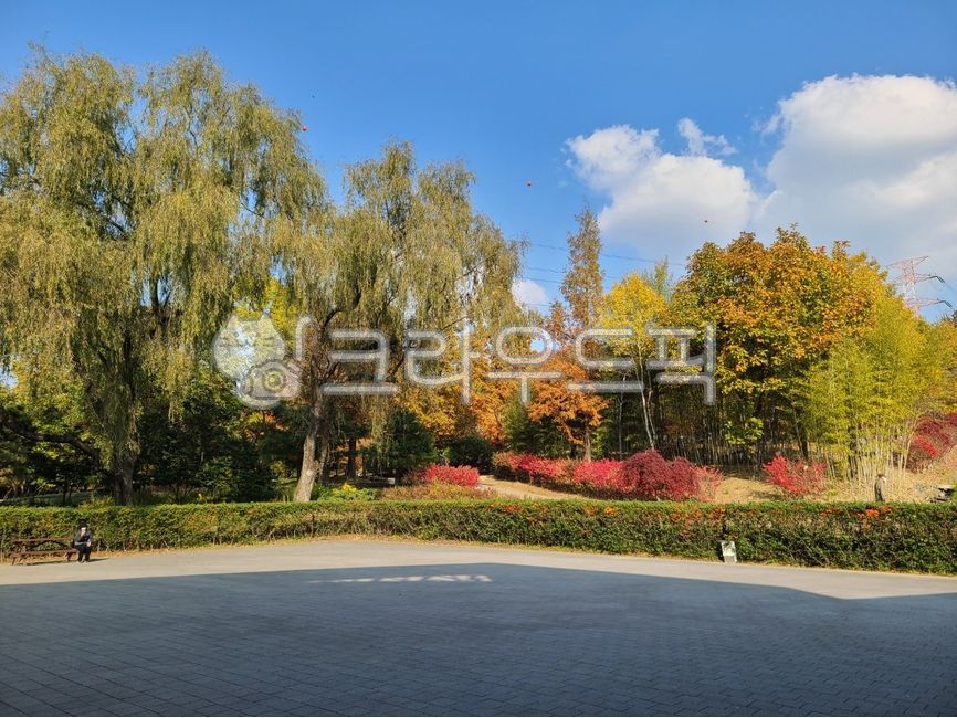 가을,단풍,자연,평화로운풍경,가을풍경,나무,공원,tree,nature,outdoors,park,path,오솔길