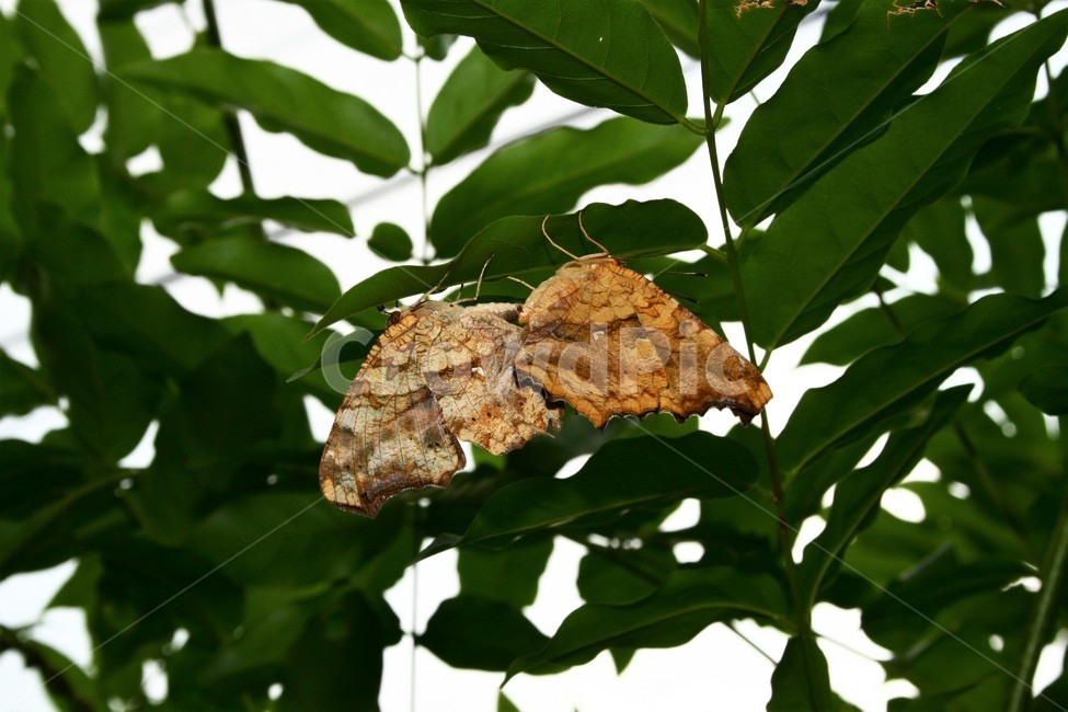 네발나비,남방씨알붐나비,네발나비과,야생곤충,자연,동물,animal,곤충,벌레,insect,bug