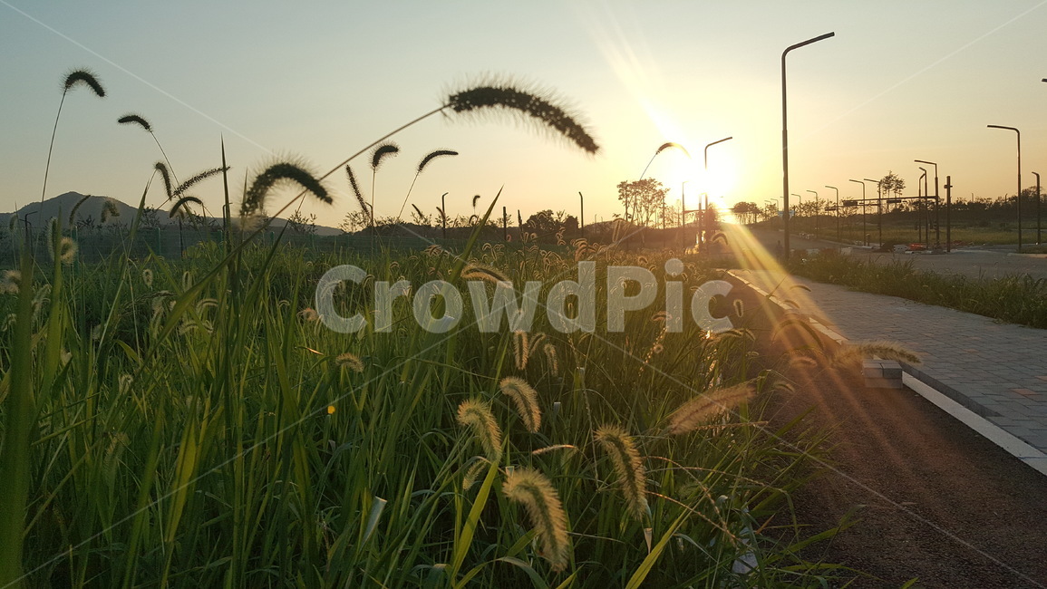 자연,저녁노을,강아지풀,길,풍경,저녁풍경,greenfoxtail,sunset