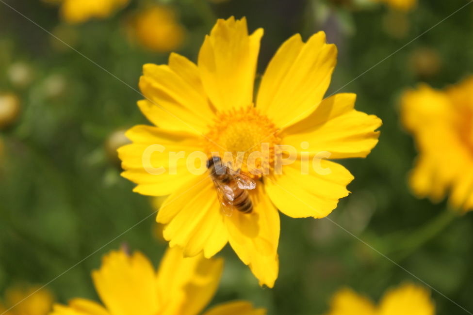 노란꽃,yellow,flower,노란색,벌