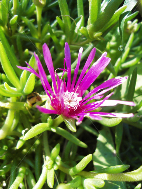 꽃,가을,flower,식물,사철채송화,식물,자연,plants,nature,꽃,flower