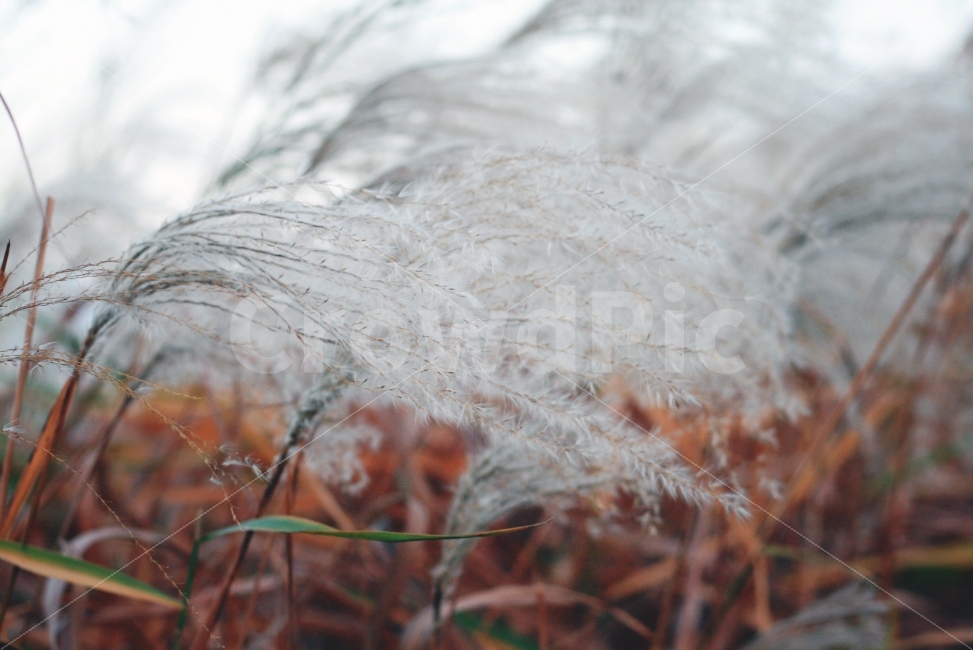 가을,갈대,하늘,바람,풍경,노을,식물,가을,계절,fall,autumn,season,식물,자연,plants,nature,감성,sensible,feeling,grass,잔디,plant,lawn,reed