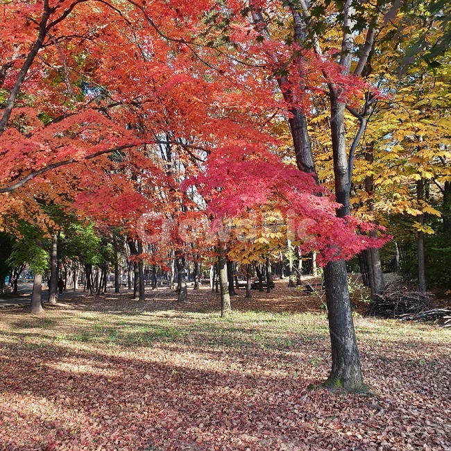 plant,maple,단풍,식물,tree,나무,leaf,잎,산,가을,가을나무,숲,자연,풍경,낮,감성,화창한날,가을,계절,fall,autumn,season