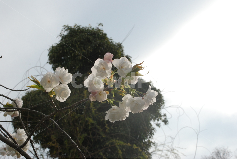 자연,식물,꽃,벚꽃,하얀꽃,힐링,봄,봄,계절,spring,season,식물,자연,plants,nature,꽃,flower,plant,geranium,제라늄,blossom