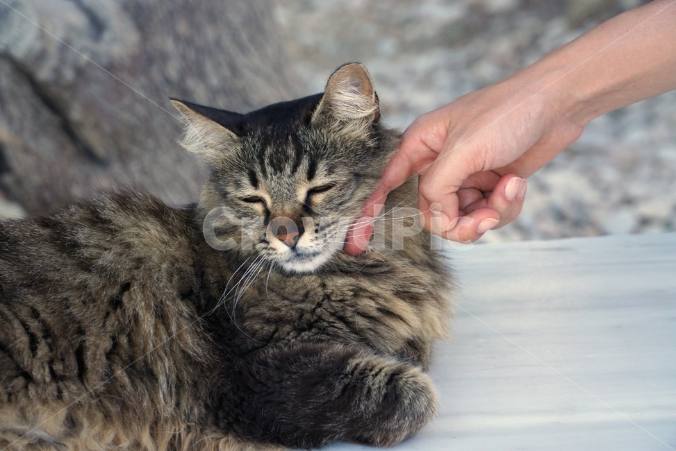 동물,고양이,만지기,cat,pet,반려묘,손,쓰담쓰담,동물,animal,포유류,mammal,고양이,cat,kitten,kitty