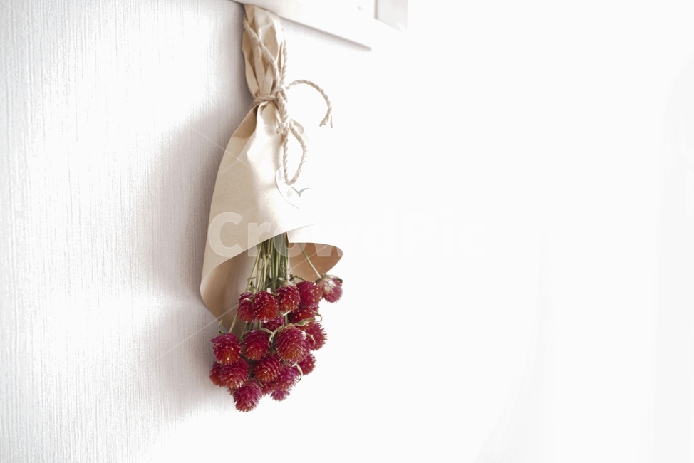 꽃,플라워,식물,색감,컬러,빨강,red,flower,plant,꽃,flower