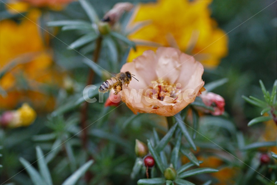 벌,꽃,조화,접사,자연,양봉,꿀,제주도,제주시,식물,자연,plants,nature,꽃,flower,동물,animal,곤충,벌레,insect,bug