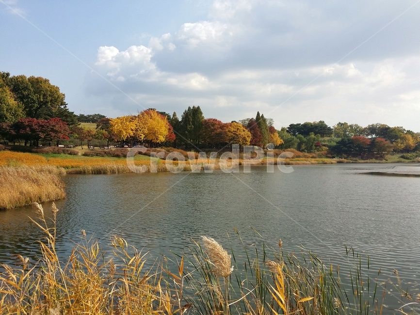 plant,식물,호수,가을,단풍,잔잔함,고요함,풍경,자연