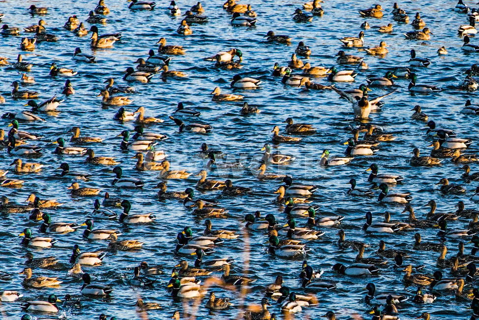 자연,오리,저수지,동물,조류,동물,animal,조류,새,birds