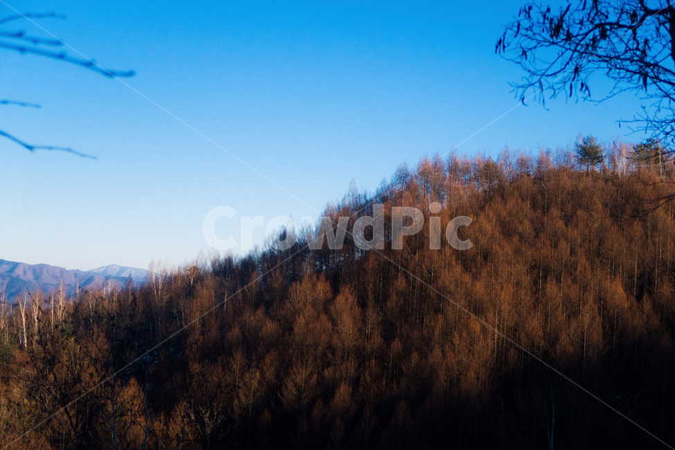 자연,풍경,산,겨울산,감성,겨울,계절,winter,season,자연,풍경,nature,landscape,한국자연풍경,한국자연경관,korea nature landscape,tree,나무,plant,식물,conifer,구과 식물