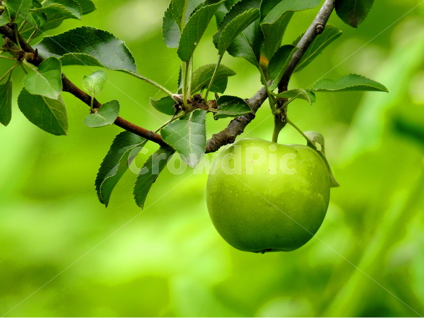 식물,사과,과일,plant,fruit,식물,자연,plants,nature,과일,열매,fruit