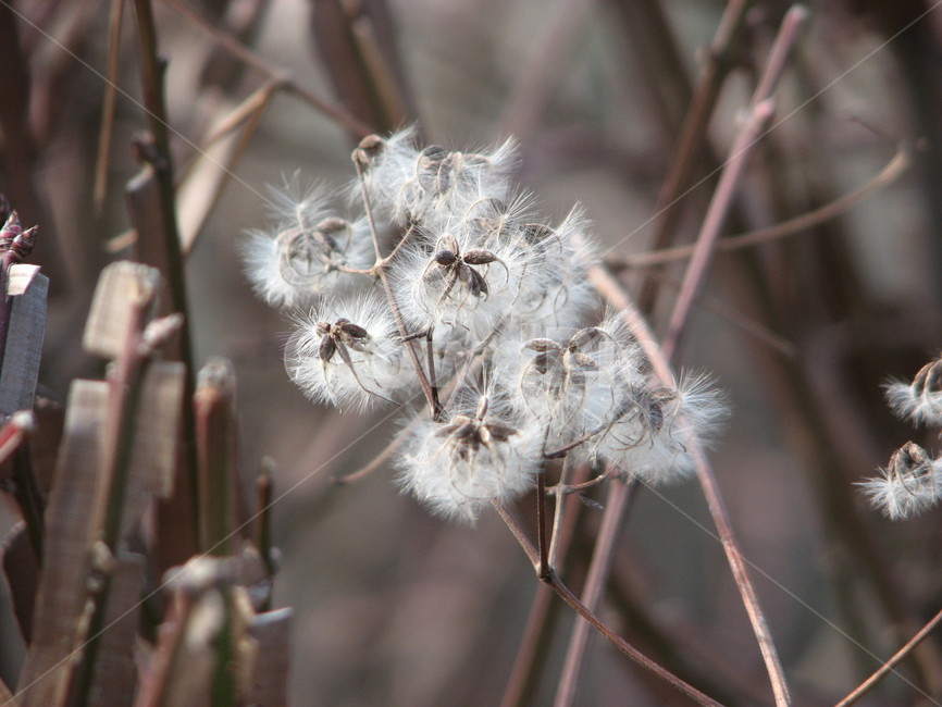 plant,식물,꽃,flower,blossom,식물,자연,plants,nature