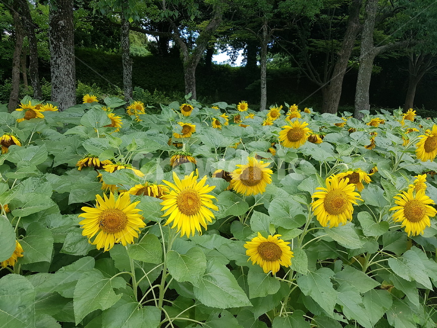 꽃,해바라기,공원,flower,sunflower,식물,자연,plants,nature,꽃,flower